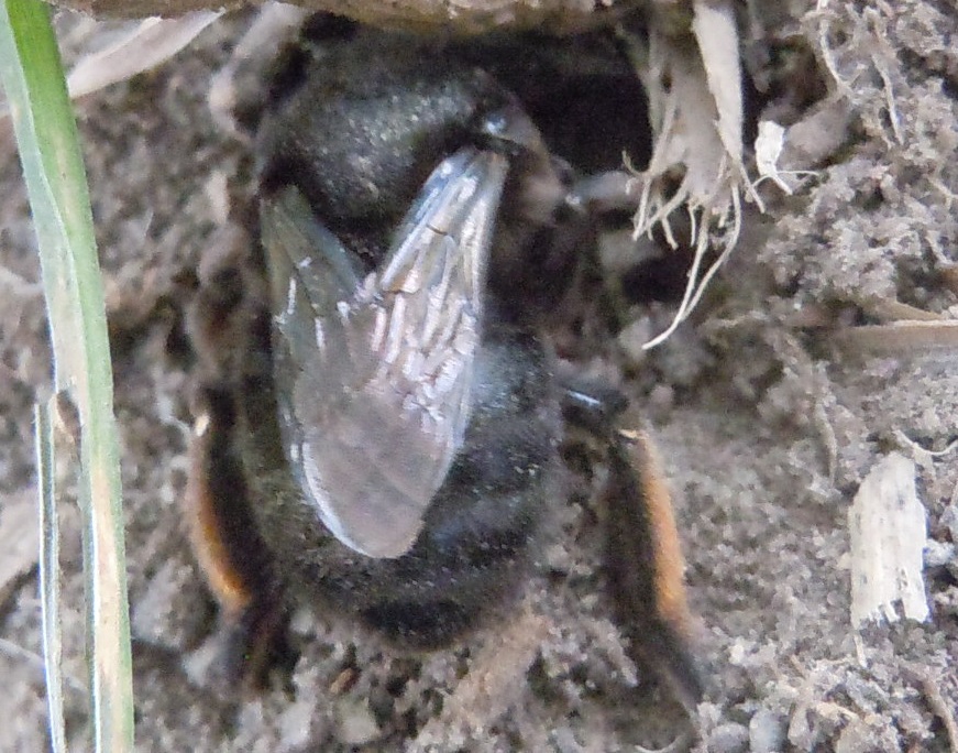 Chalicodoma parietina, femmina (Apidae Megachilinae)